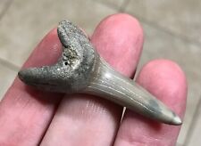 FAR RARER ISURUS OXYRINCHUS -LEE CREEK/AURORA,NC.- 2.06” Mako Shark Tooth Fossil picture
