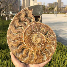 970g Natural Ammonite Fossil Quartz Crystal Specimen Reiki Healing picture