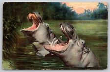 Postcard A Couple Of Hippos In The Water picture