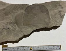 Eurypterid fossil - Acutiramus head - Silurian - Fiddlers Green, Herkimer, NY picture