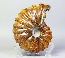 97g Natural Ammonite Shell Fossil Quartz Crystal Stone Mineral Specimen Stand picture