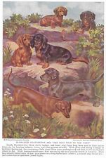 Smooth / Wire / Dachshund - Custom Matted - 1937 Vintage Color Dog Art Print picture