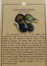 NEW CANVASBACK  DUCK BIRD HAT PIN LAPEL PINS picture