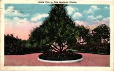 Vintage Postcard- Screw Pine, A Fine Specimen, FL picture