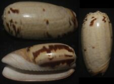 Tonyshells Seashell Oliva species 31mm F+++/gem, interesting specimen picture