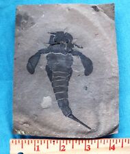 4.5 inch Silurian eurypterid from bertie fm, new york - eurypterus remipes picture