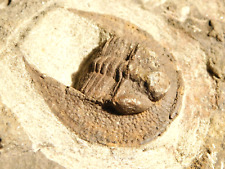 Larger Very RARE Declivolithus Trilobite Fossil Morocco 441gr picture