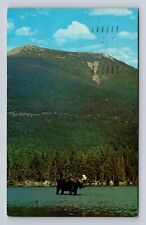 Baxter State Park ME-Maine, Bull Moose, Antique Vintage c1979 Souvenir Postcard picture