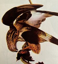 Rough Legged Hawk Bird Print 1946 Color Art John James Audubon Nature DWV2E picture