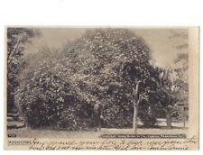 c1905 Largest Rose Bush In California CA Albertype M Rieder Undivided Postcard picture