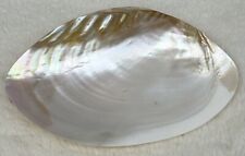 Vintage Pearlized Mussel Shell Genuine Seashell 6 3/4” x 4”’ Beach House Decor picture