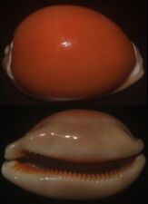 Tonyshells Seashells Cypraea aurantium GOLDEN COWRIE PURPLE BASE 87mm f+++/gem picture