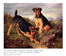 Antique Welsh Terrier Print 1911 L Cheviot Art Glansevin Welsh Terrier 5174p picture
