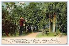 1907 Picking Oranges New York City NY Antique Posted The Rotograph Co. Postcard picture