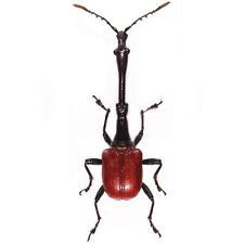 Trachelophorus giraffe ONE REAL RED BEETLE WEEVIL MADAGASCAR UNMOUNTED PACKAGED picture