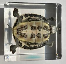 75mm Real Turtle Brazil Tortoise in Square Clear Lucite Resin Science Education picture