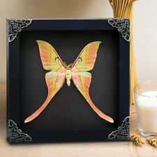 Real Moon Moth Framed Taxidermy Preserved Insect Shadow Box Decor Gift For Lover picture
