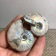 2pcs Natural beautiful Color Conch Ammonite Fossil Quartz Specimen Reik 51g d52 picture