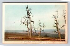 Skyline Drive VA-Virginia, Ghost Forest, Big Meadows, Antique Vintage Postcard picture