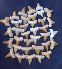 1000 PC's sharks  Shark Tooth Cretaceous Fossils Morocco Fossilized Dinosaures picture