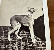 Excellent 1860s CDV Whippet Or Greyhound Dog Antique Photograph 1800s picture