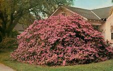 Azaleas in Full Bloom as Seen in Lake Charles, Louisiana - Vintage Postcard picture