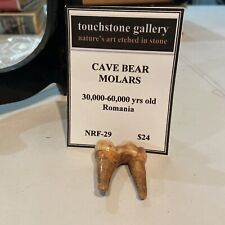 Touchstone Gallery Cave Bear Molars 30,000-60,000 Yrs Old Romania picture