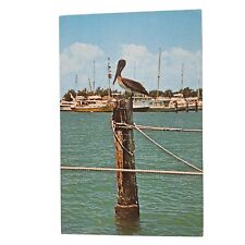 Postcard Pelican Bird Sitting On Post In Water Florida Chrome Unposted picture