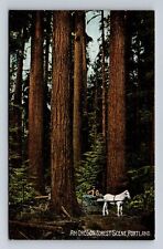 Portland OR-Oregon , An Oregon Forest Scene, Antique, Vintage Souvenir Postcard picture