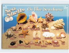 Postcard Sea Shells On the Seashore picture