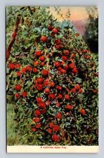 CA-California, A California Apple Tree, Antique Souvenir Vintage Postcard picture
