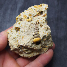 328gr. Gastropod Granulolabium sp. Turritella Bivalve Fossils Miocene Schnecke picture