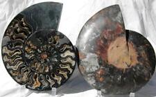 RARE 1-n-100 BLACK Ammonite PAIR Deep Crystal 110myo FOSSIL XL 242mm 9.5