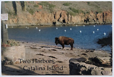 Buffalo Relaxing at Two Harbors, Catalina Island, California  Postcard  A9 picture