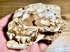 / RARE FOSSIL MAMMAL Late Miocene Hyena Ictitherium skull from Gansu, China picture
