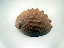 Large Abalone Shell picture
