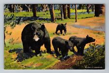 Mother Bear And Her Three Cubs Vintage Souvenir Postcard picture