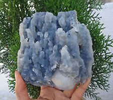 Apophyllite Crystal On Chalcedony Coral On Matrix Minerals Specimen #H20 picture