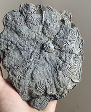 Natural Devonian prehistoric Jurassic biota crinoids Fossils picture