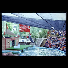 Seaworld type Show 1979 Dolphin Jumping near Coca Cola Sign Found Slide Photo picture