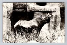 Brookfield IL-Illinois, African Rhinoceros, Zoo Park, Antique, Vintage Postcard picture