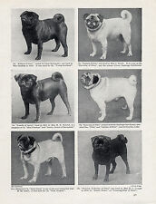 PUG SIX NAMED CHAMPION DOGS OLD ORIGINAL DOG PRINT FROM 1934 picture
