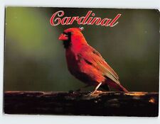 Postcard A Bright Red Male Cardinal picture