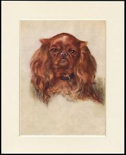 KING CHARLES ENGLISH TOY SPANIEL HEAD STUDY DOG PRINT MOUNTED READY TO FRAME picture