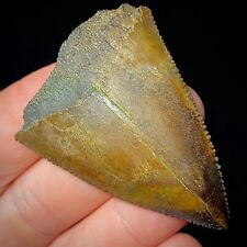 Great White Shark Tooth Not Mako Teeth Megalodon Era Not Tiger Shark Real Fossil picture