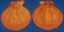 Tonyshells Seashells Mimachlamys gloriosa GLORY SCALLOP 88.5mm F+++/gem picture