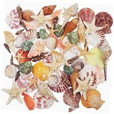 Sea Shells Mixed Beach Seashells 9 Kinds 1.2
