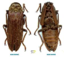 Callirhipidae - CALLIRHIPIS sp - Entomology. 1606E insect picture