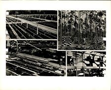 LG903 1942 Original Photo PAPER MILL INDUSTRY Process from Saplings to Mills picture