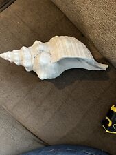 NICE Older LARGE CONCH 12 INCH SEA SHELL picture